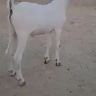 مشروع فحل فاخر
