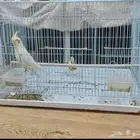 طائر كروان لاتينو