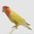 طير روز مفقود