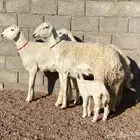 حريات صنف منوة ألقاني (تم البيع)