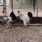 ديكه براهما