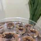 كاسات حلا