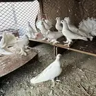 حمام هندي رقاص للبيع