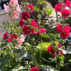 بذور الختمية عدة الوان