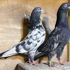 حمام باكستاني صافي