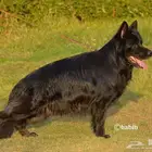 جيرمن شيبرد لونق هير