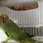 انثى دره هندي