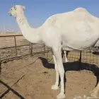 ناقة ضريبة مسحوب بنتها هدية بالزلفي