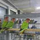 للبيع 3 اناث روز قرين رد اوبلاين