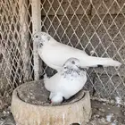 حمام باكستاني