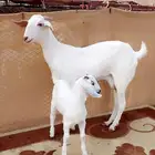 عنز برصى تحتها تيس