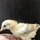 صوص   كتاكيت بط ودجاج صحه ممتازه