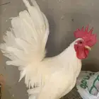جوز جبنيز فاخر