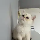 كيتن. قطط قط قطه قطوه سكوتش