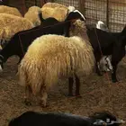 4 رخال نعيميات حيل