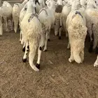 لبيع سواكن بيض جبره