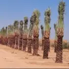 نخيل شبوك هناجر مضلات سواتر