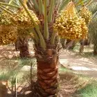 العنايه بجميع مزارع النخيل