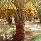 نشتري جميع انواع التمور