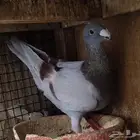 دكر همر مستوا قوي جاهز للانتاج