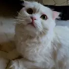 قطه سكوتش فولد للبيع