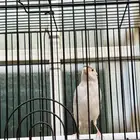 ذكر كناري تغريد