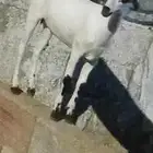 جفره بيشي طيبه عمرها حول ثلاثه شهور