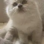 كتن هملايا للبيع