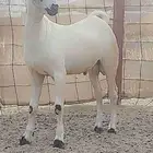 جفر بيشي صنف