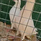 حمام باكستاني وحشي