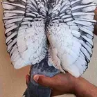 جوز زاجل
