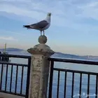 ارغب بقرض 800 الف مقابل رهن عقاري