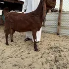 للبيع معزى مشاريك دافع وقراب ولاد كفوو