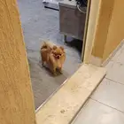 بومرينيان تي كب مستورد من روسيا