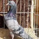 جوز كمنقر كالو فاخر بعياله وجوز سهران بوري