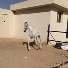 حصان شعبي شيخ. منوة القاني. سومه 6 لاف وفرق السوم نبيع