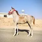 مهر شعبي فاخر