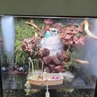 حوض شلال نباتات طبيعية