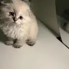 قطه للبيع عمرها شهرين تقريبن نوعها همالايا