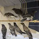 للبيع طيور المينا