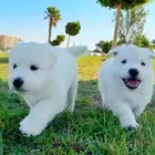 وايت جيرمن _ white German