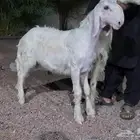 مشروع فحل نجدي