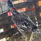 بيض سندي بطل فواخر