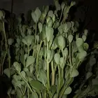 رجله عضويه
