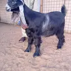 عرض بيع جذعتين عوارض صنف