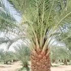 يوجد لديناء إخلاص برحي سكري صقعي روثانه بجميع المقاسات مثمر