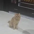 قط ضائع ( اسمه مشمش ) - قطط للتبني