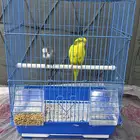 عصافير للبيع