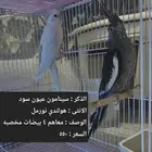 اجواز كروان لاهل التميز و الانتاج