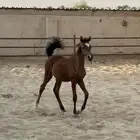 للبيع مهر واهو